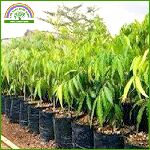 Sản phẩm Dá»‹ch vá»¥ cung cáº¥p cÃ¢y giá»‘ng vÃ  trá»“ng cÃ¢y lÃ¢m nghiá»‡p 2 — Cây Xanh Xuân Hồng - Công Ty Trách Nhiệm Hữu Hạn Cây Xanh Xuân Hồng — MST 3502273373
